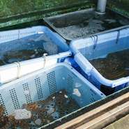 知多半島は三河湾と伊勢湾に挟まれた恵み豊かな地。各港の旬の地魚が直送されてきます。料理長の家族が漁師を営んでいるので、優先的に届くことも。活きの良いものは専有の生簀で泳がし、注文を受けてから捌きます。