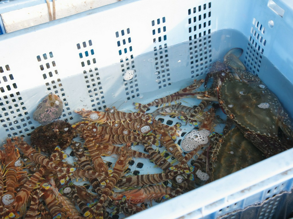 自分がとった魚を、召し上がってもらえます