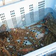 三河湾と伊勢湾の幸を味わえるのは、知多ならでは。各港から旬の魚介が届きます。多ければ週に3～4回、自分で定置網漁をするので、揚がったばかりの魚も召し上がってもらえます。生簀もあるので鮮度抜群です。
