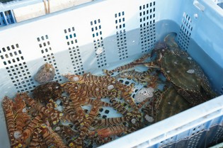 自分がとった魚を、召し上がってもらえます