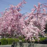 いろりの枝垂桜でお花見はいかがですか？