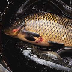 鮮度を保つため活魚を使用します