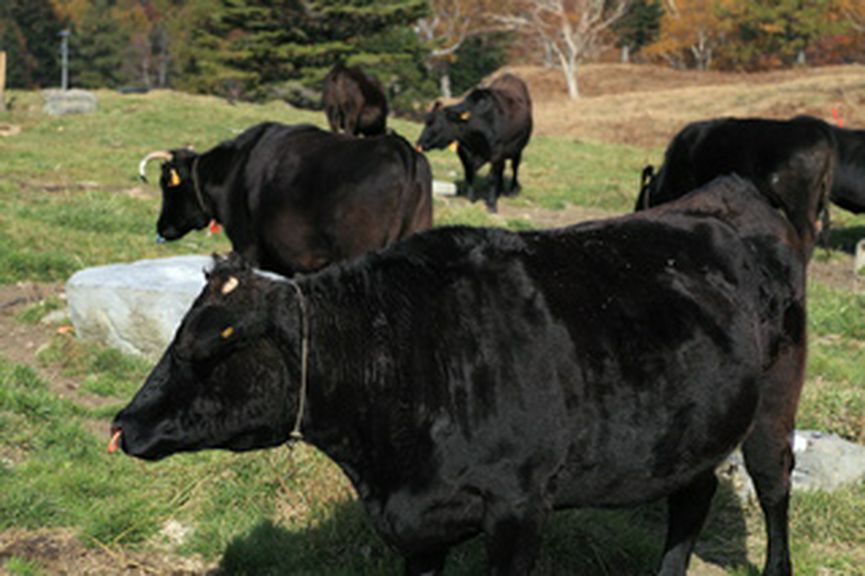 おいしい和牛探し頑張っています