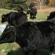 晩餐館はお客様に毎週のように足を運んでほしい。だから自分たちの舌で選んだおいしいお肉を使い、おいしいタイミングでお客様に販売します。仕事帰りの一杯で食べられる、適度な価格の、とってもおいしい和牛。それが晩餐館の求めるものです。※12/20現在のお肉（すべて黒毛和種A5）◎カルビ、特上カルビ＝信州牛（佐久市）◎ロース＝信州牛（麻績村）◎上ロース、韓国ロース、特上ロース＝信州牛（中野市）