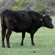 黒毛和牛の中でも特徴的な信州牛。美味しさの秘密は？