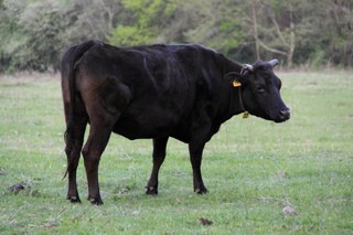 黒毛和牛の中でも特徴的な信州牛。美味しさの秘密は？