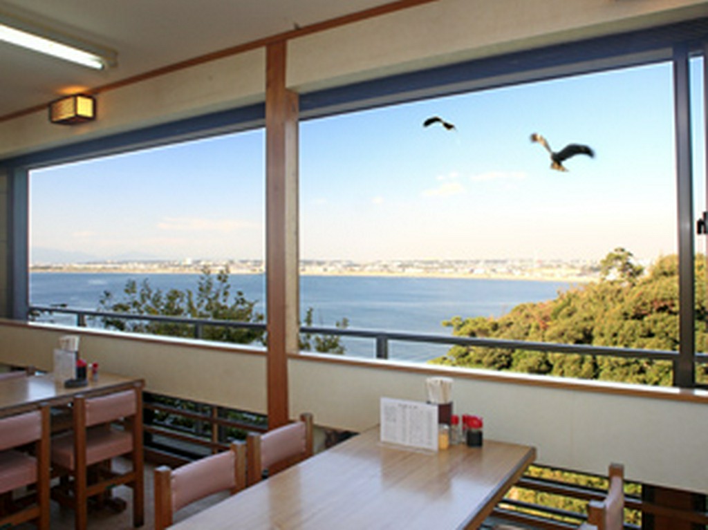 湘南絶景独り占め！飛遊ぶとんびを間近で見られることもあります