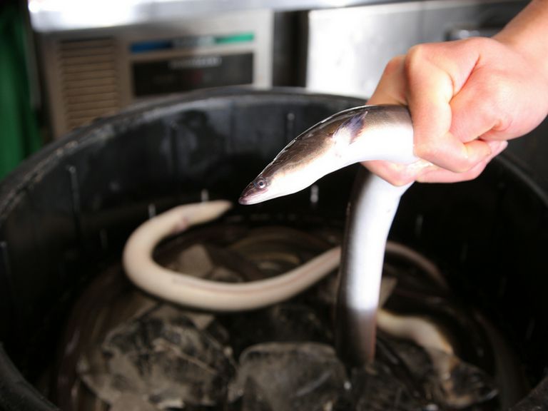 国産のうなぎを、生のままさばいて調理しています