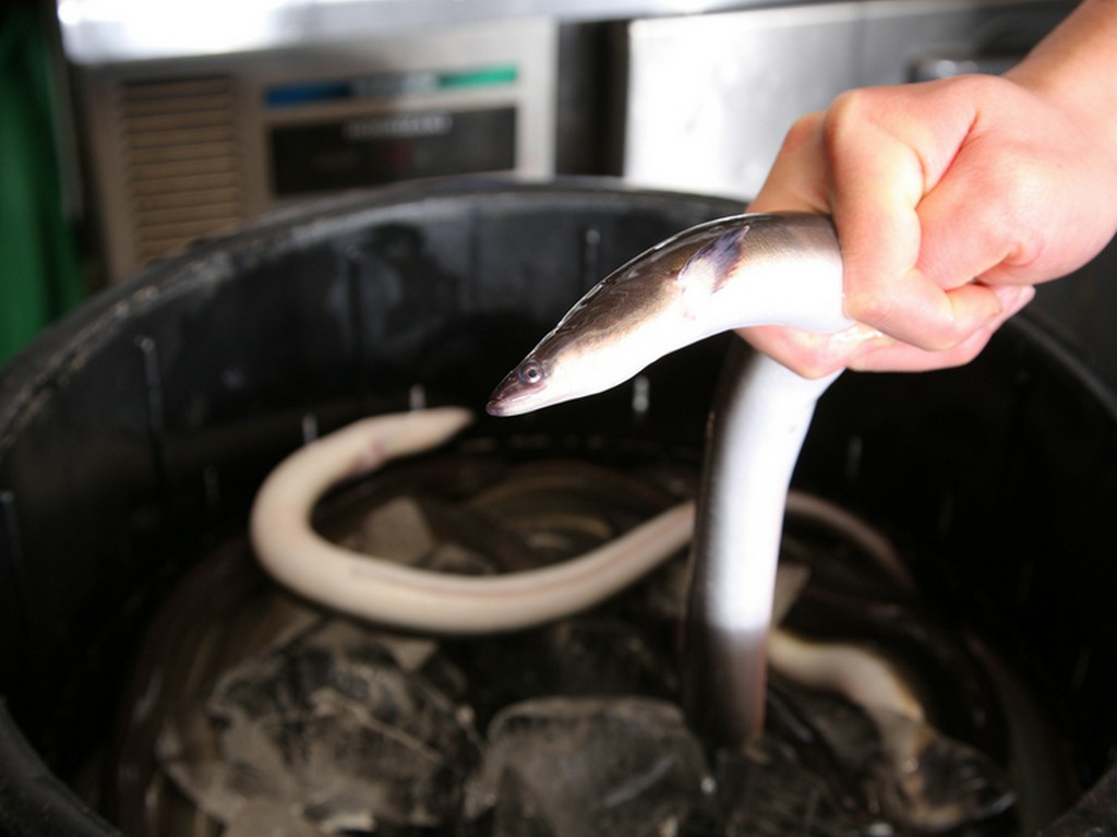 国産のうなぎを、生のままさばいて調理しています