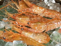 生きているぼたん蝦を　お刺身でご用意致します。
旬の時期のみ！