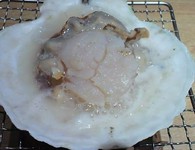北海道産の活帆立を目の前で焼いて召し上がってください。
帆立の大きさで金額変更いたします