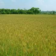 ★手打ちうどん★
自社栽培の小麦を自社製粉して使用。
★野菜★
長葱、玉葱、大根、長芋、人参等自社栽培です。
★堆肥★
自社栽培に使用する堆肥は、店から出る野菜の切りくずや生ゴミを畑に埋めて堆肥に。