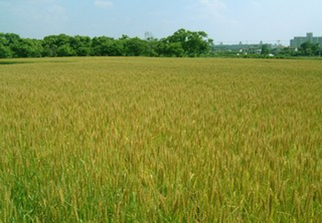 国産食材にこだわっている