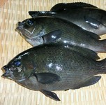 沖で捕れるメジナは、海藻を食べて育つため臭みもなく脂がのって美味しい！