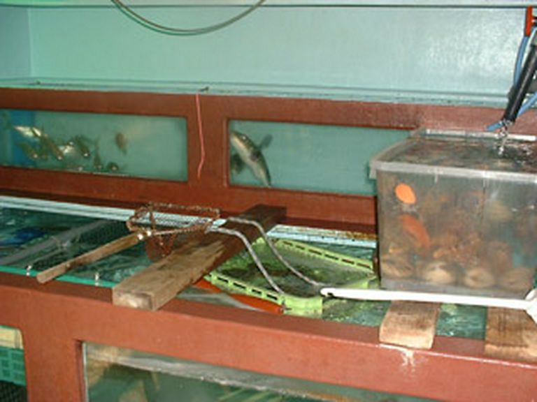 店内水槽で泳ぐ活魚たち