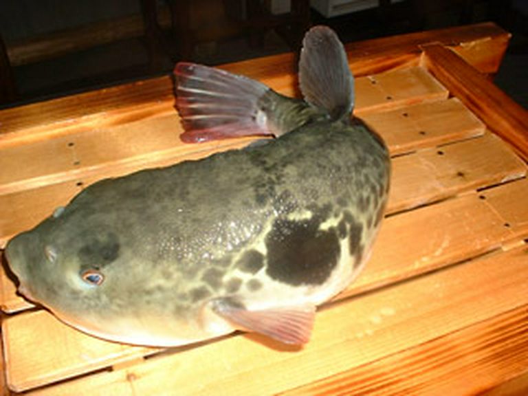 旬の国産大型活トラフグ