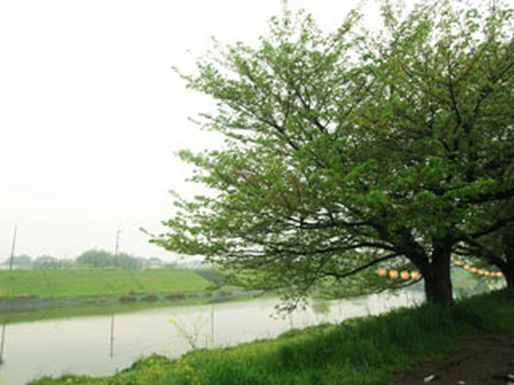 季節の移り変わりを感じながらお食事をお愉しみ下さい。