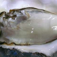 新鮮な旬のネタ