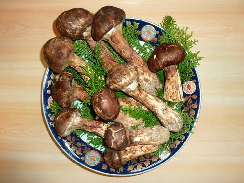 旬の幸をたっぷりと使ったお料理をご堪能下さい