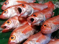 鮮度抜群! 『のどぐろ』の塩焼き
