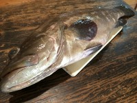 荒磯の幻の王者！
絶品クエをしゃぶしゃぶ、お鍋にてお召し上がりいただきます。
クエ料理が格安です！