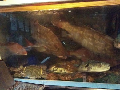 ふぐ鍋、くえ鍋、寄せ鍋