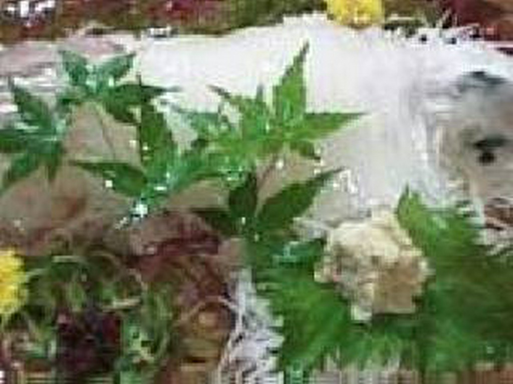 活イカ 【入荷状況はお電話にてお気軽にお問い合わせください。】