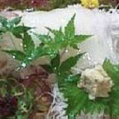 活イカ 【入荷状況はお電話にてお気軽にお問い合わせください。】