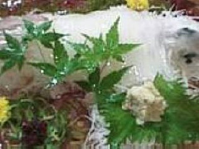 活イカ 【入荷状況はお電話にてお気軽にお問い合わせください。】