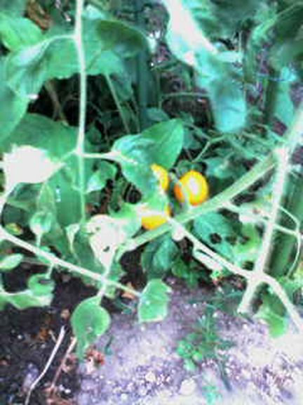 最高級黒毛和牛や自家栽培の無添加、無農薬野菜が美味しいです。