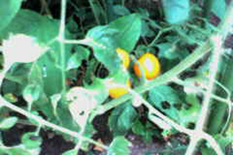 焼肉大臣 焼肉 大臣 延岡/日向/焼肉 ネット予約可 | ヒトサラ