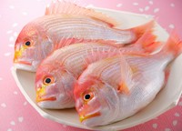 先付、前菜、鯛の薄造り・湯引き、鯛ステーキ、鯛つくね野菜炊き合せ、鯛利休揚げ、土鍋鯛飯とお碗 or 鯛素麺、デザート