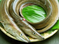 先付、鱧のお椀、鱧の湯引き、八寸、焼物、煮物、鱧の天ぷら、お食事(饂飩類)、デザート