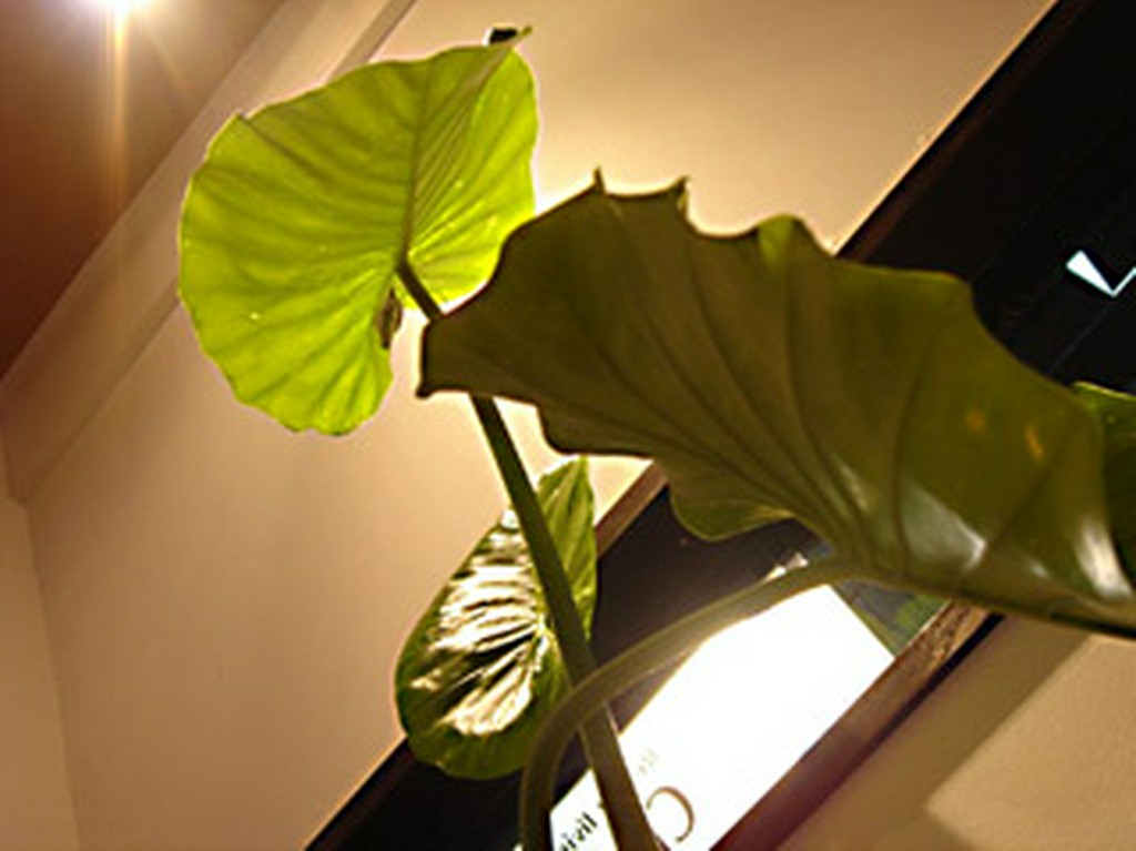 観葉植物で南国を演出