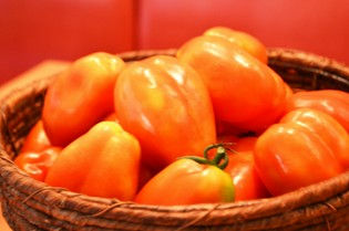 イタリアの種から育てた「トマト」の魅力