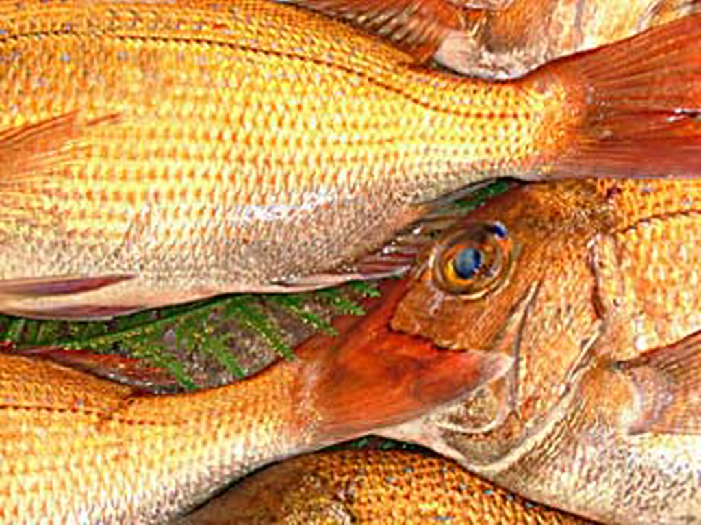 新鮮な前どれの明石鯛を使用