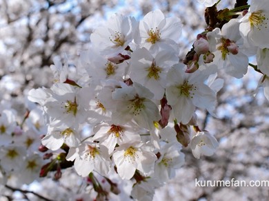 花見