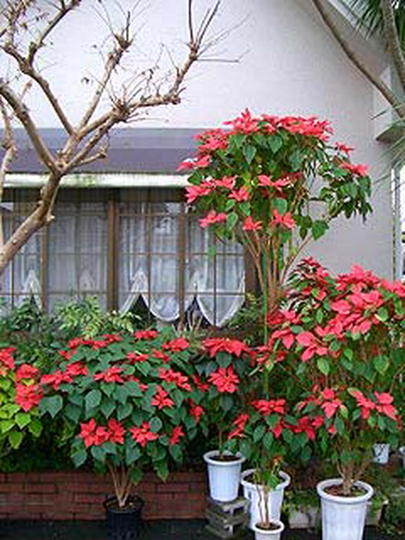 自慢のポインセチア