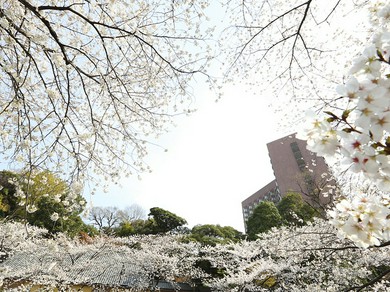 桜が咲く庭園を一望するラウンジで桜づくしのひとときを