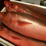 鹿児島鹿児島港より
ハチビキが入荷しております