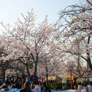 去年は２０人くらい集まっていただいて桜満開の中お花見させていただきましたが、今年は　なんと！４０人集まっていただいて、またまた桜満開の中大宴会となりました。被災された方たちのためにも、西日本元気をだして　つぼみも元気に頑張りたいと思います！たくさんのご来店お待ち申しております。
