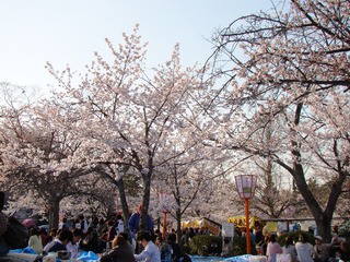 今年もお花見しました!