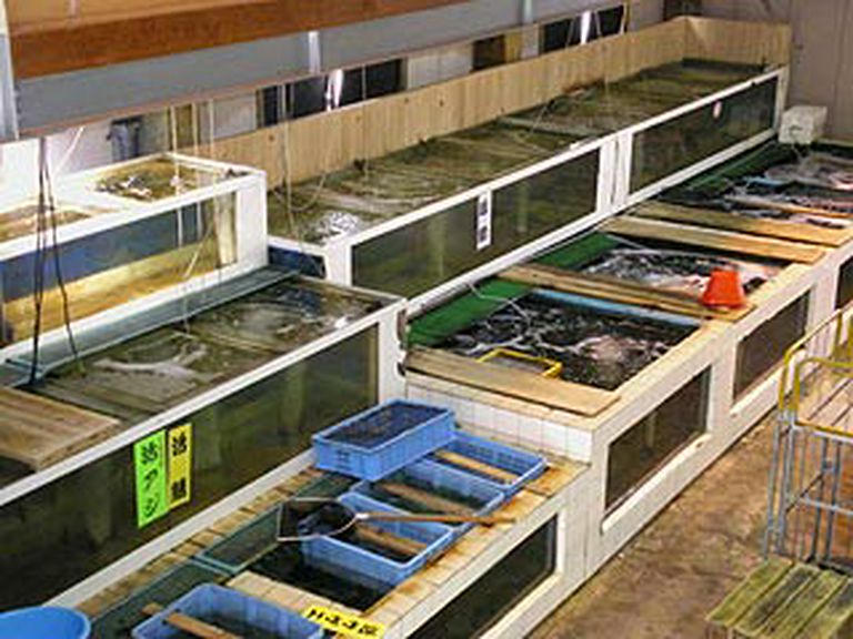 毎日、名古屋卸売市場より直送