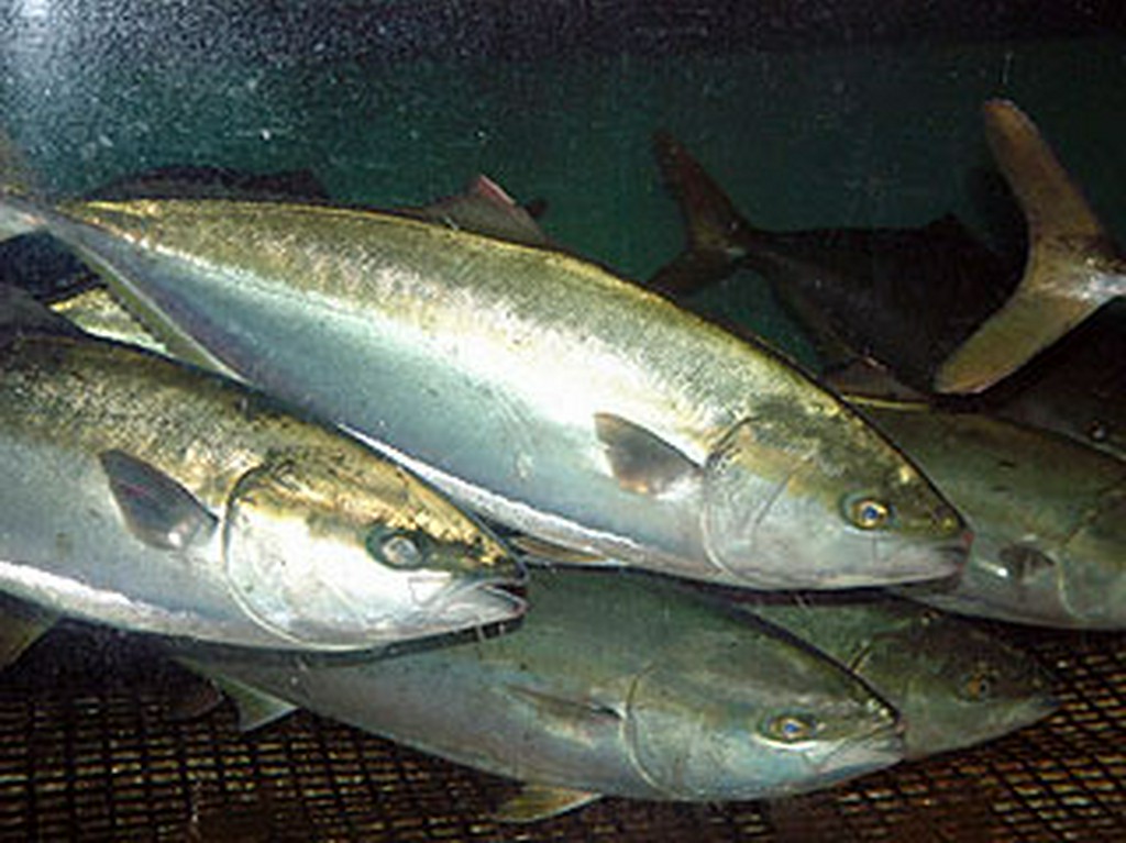 毎日、名古屋卸売市場より直送