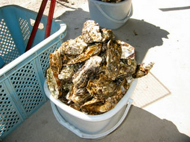 国産食材にこだわっている