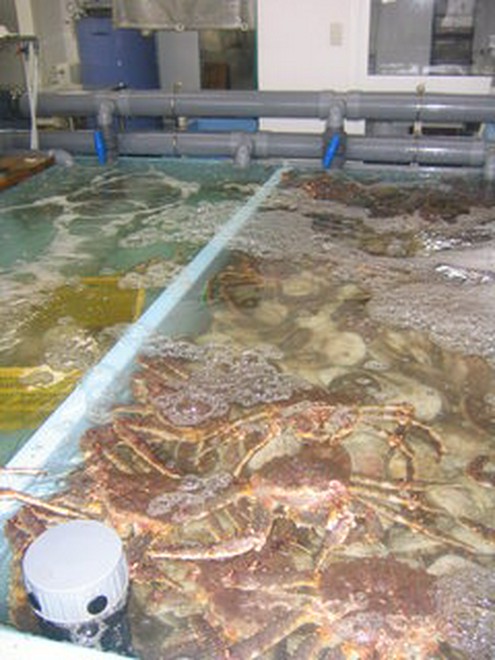 食材にこだわっている