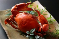 その日の天候と漁次第によって漁獲量が極端に違うため、非常に少ない貴重な食材であり、その濃厚で甘い味と独特な磯の香り、極上の蟹味噌は知る人ぞ知る、まさに幻の味として食通の間で楽しまれています。