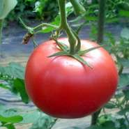 【地産地消】　安心を未来へつなぐ食料自給率1％アップ運動！