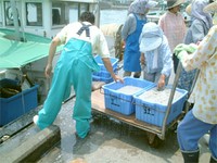 獲れた魚は地元の旅館や料理屋をはじめ、全国に出荷され舞阪産の高級魚として高い評判を呼んでいる。