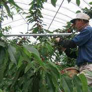 【産地から生産者、品種など安心して美味しいものを健康的に】